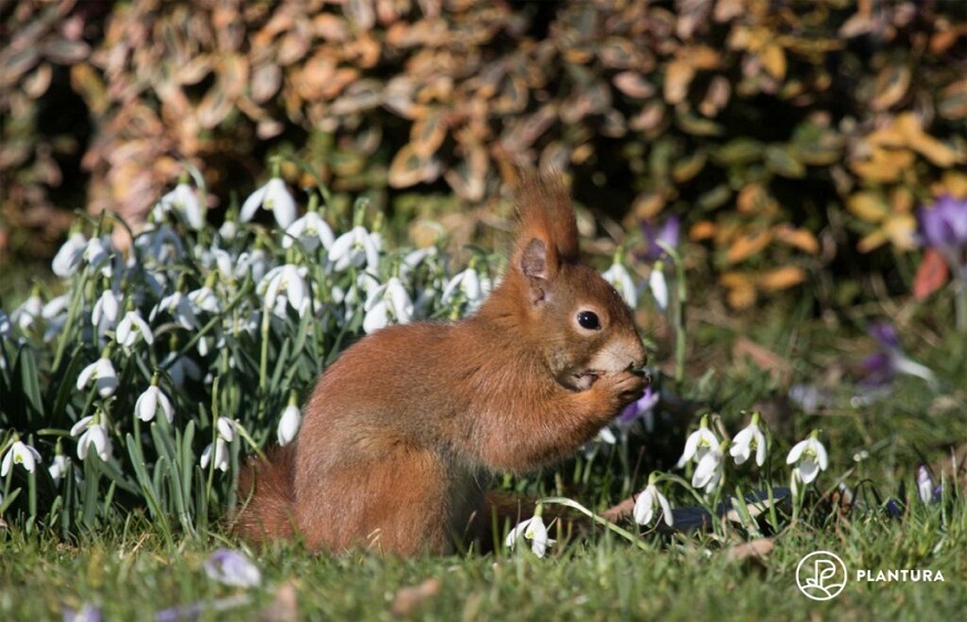 ATTRACT SQUIRRELS TO YOUR GARDEN