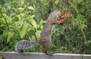 SQUIRRELS OUT OF YOUR GARDEN