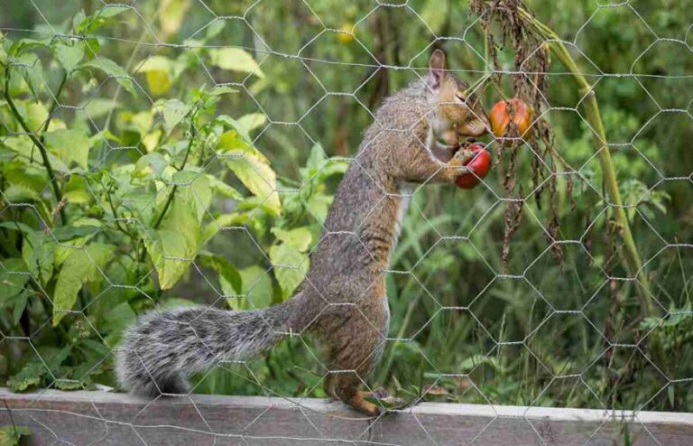 HOW TO KEEP SQUIRRELS OUT OF YOUR GARDEN? (Garden)